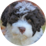 Portuguese Water Dog Puppy For Sale - Windy City Pups