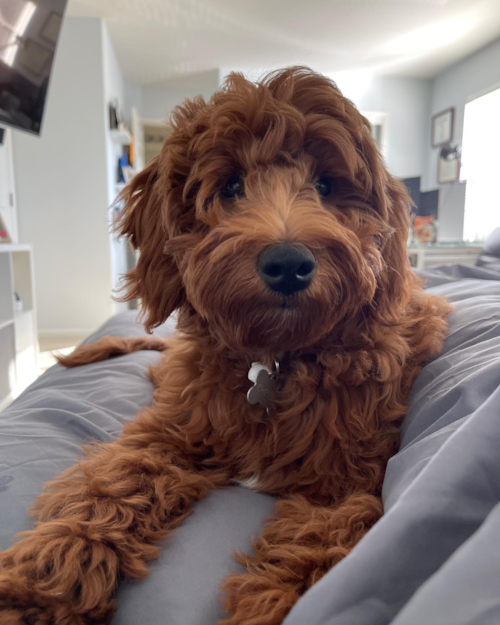Mini Goldendoodle Puppy For Sale - Windy City Pups