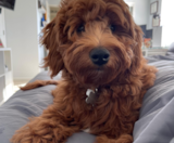 Mini Goldendoodle Puppies For Sale Windy City Pups