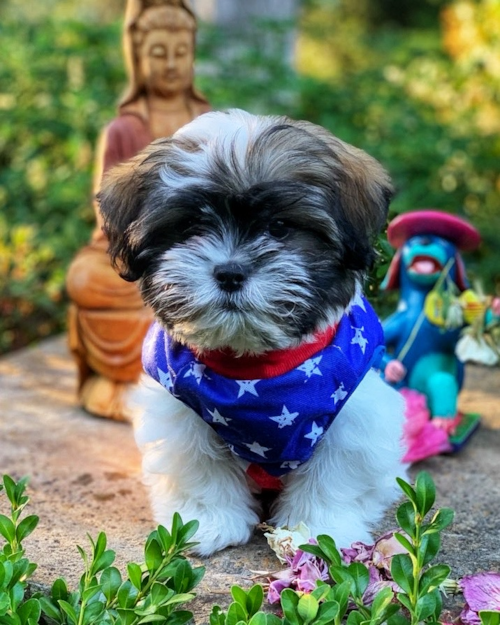 teddy bear puppy picture
