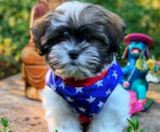 Teddy Bear Puppies For Sale Windy City Pups