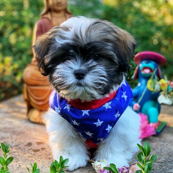 teddy bear puppy picture
