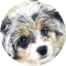 Aussiechon Puppies For Sale - Windy City Pups