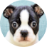Boston Terrier Puppy For Sale - Windy City Pups