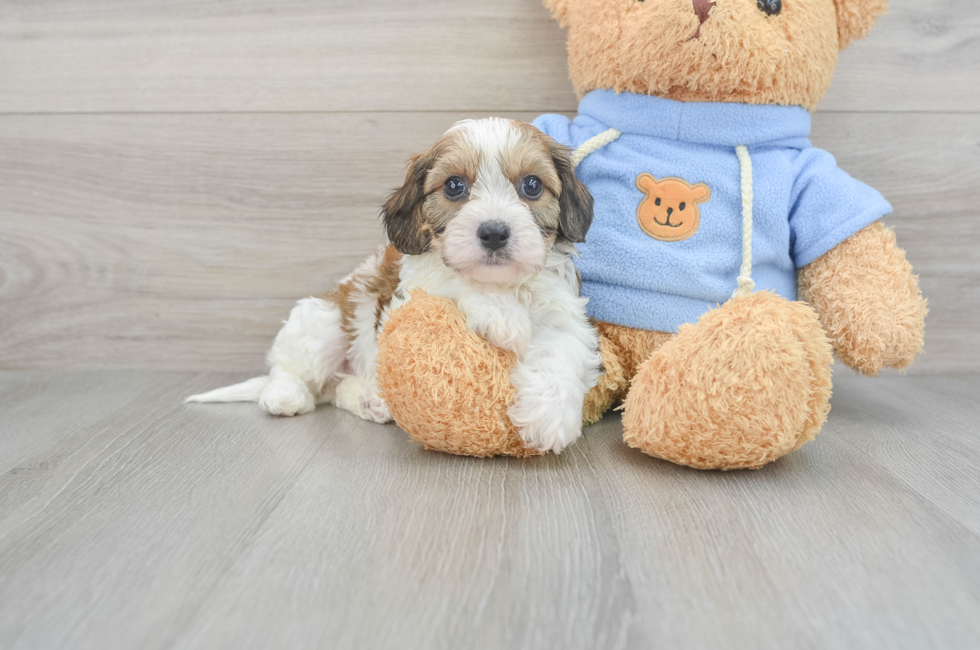6 week old Cavachon Puppy For Sale - Windy City Pups
