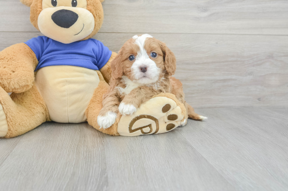7 week old Cavapoo Puppy For Sale - Windy City Pups