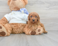 8 week old Cavapoo Puppy For Sale - Windy City Pups