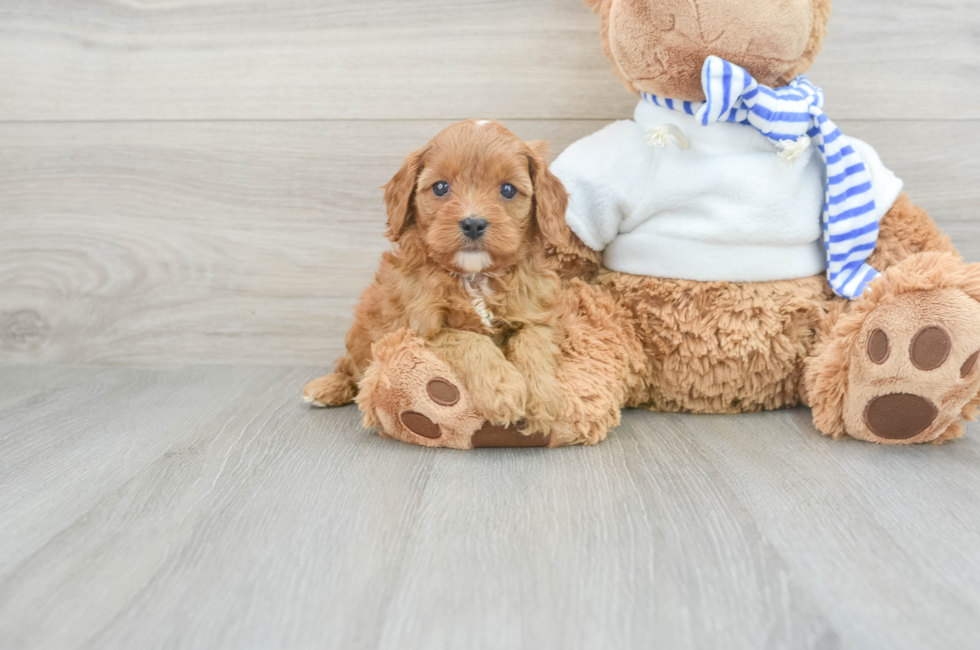 7 week old Cavapoo Puppy For Sale - Windy City Pups
