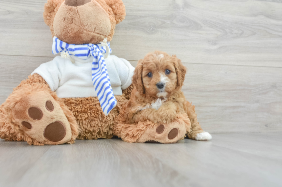 6 week old Cavapoo Puppy For Sale - Windy City Pups