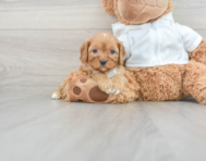 8 week old Cavapoo Puppy For Sale - Windy City Pups