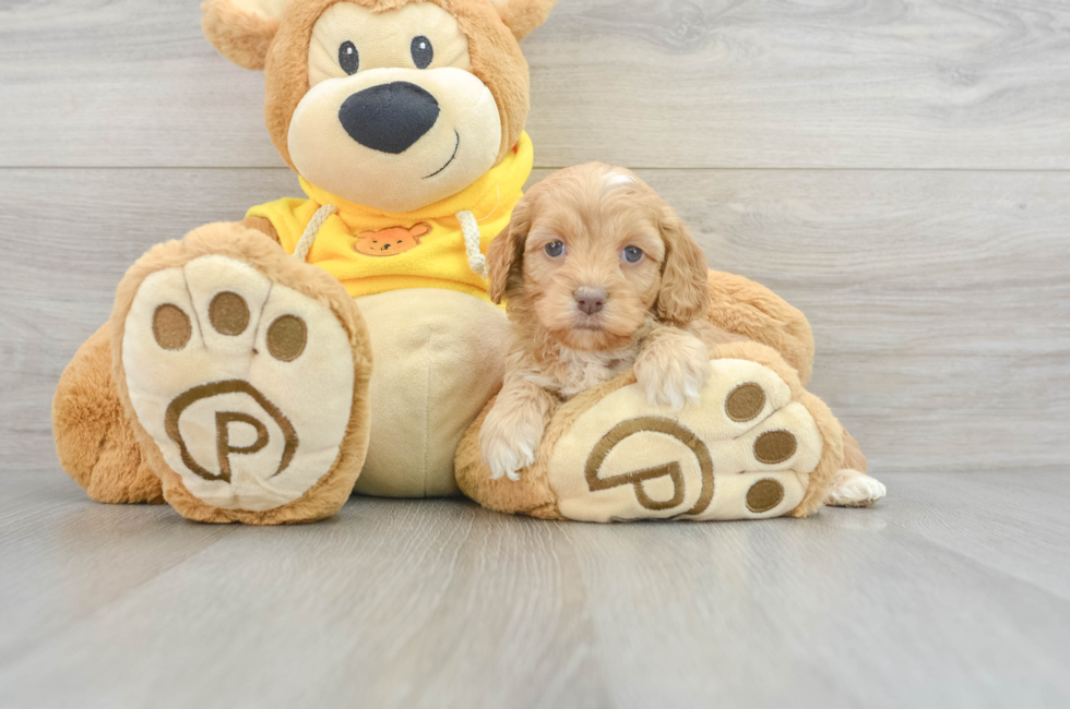 6 week old Cockapoo Puppy For Sale - Windy City Pups