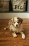 Cute Mini Aussie Pup