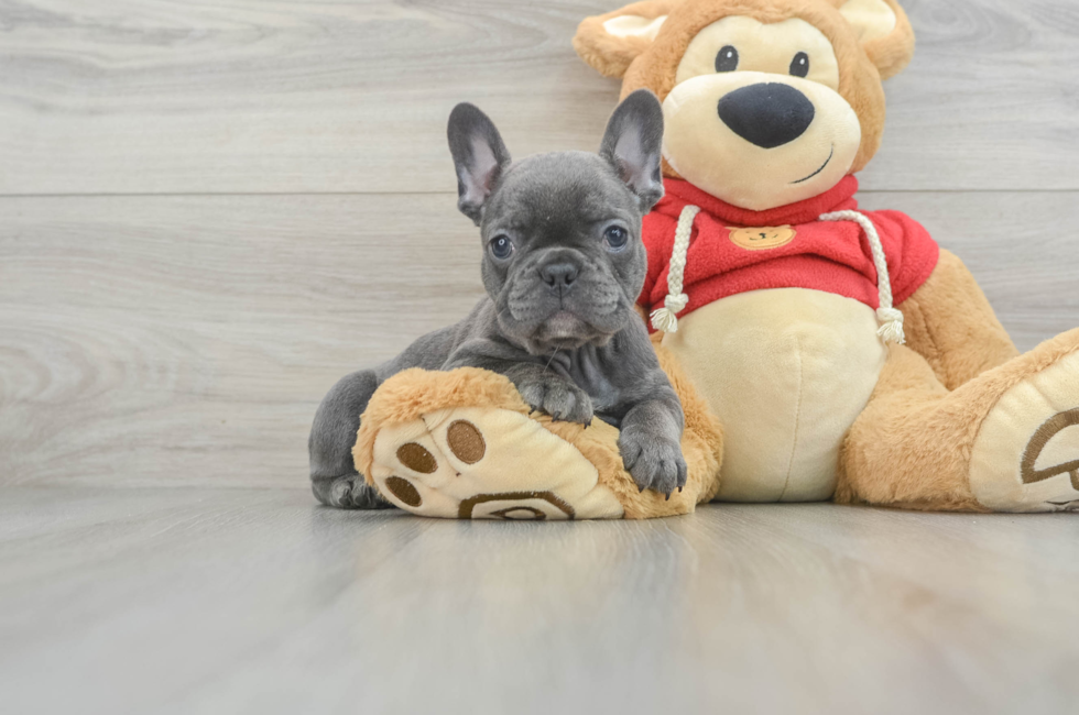8 week old French Bulldog Puppy For Sale - Windy City Pups