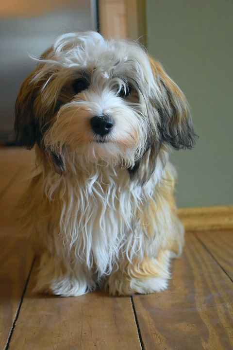 Havanese Puppy For Sale - Windy City Pups