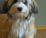 Havanese Puppies For Sale Windy City Pups