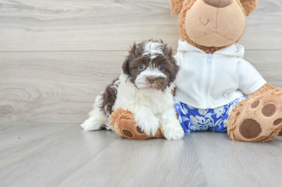 8 week old Havanese Puppy For Sale - Windy City Pups