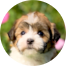 Havanese Puppies For Sale - Windy City Pups