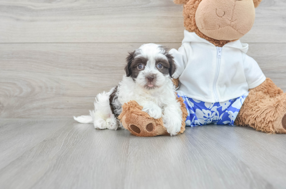10 week old Havanese Puppy For Sale - Windy City Pups