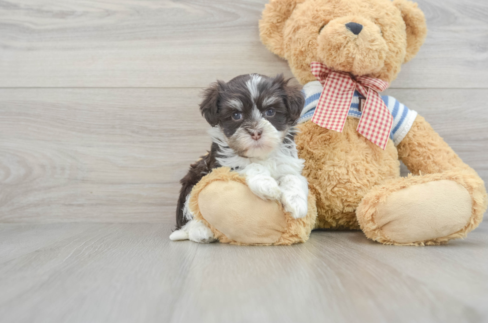 6 week old Havanese Puppy For Sale - Windy City Pups