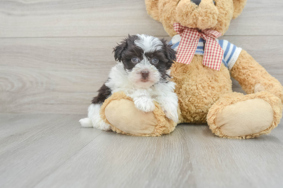 8 week old Havanese Puppy For Sale - Windy City Pups