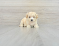 8 week old Maltipoo Puppy For Sale - Windy City Pups