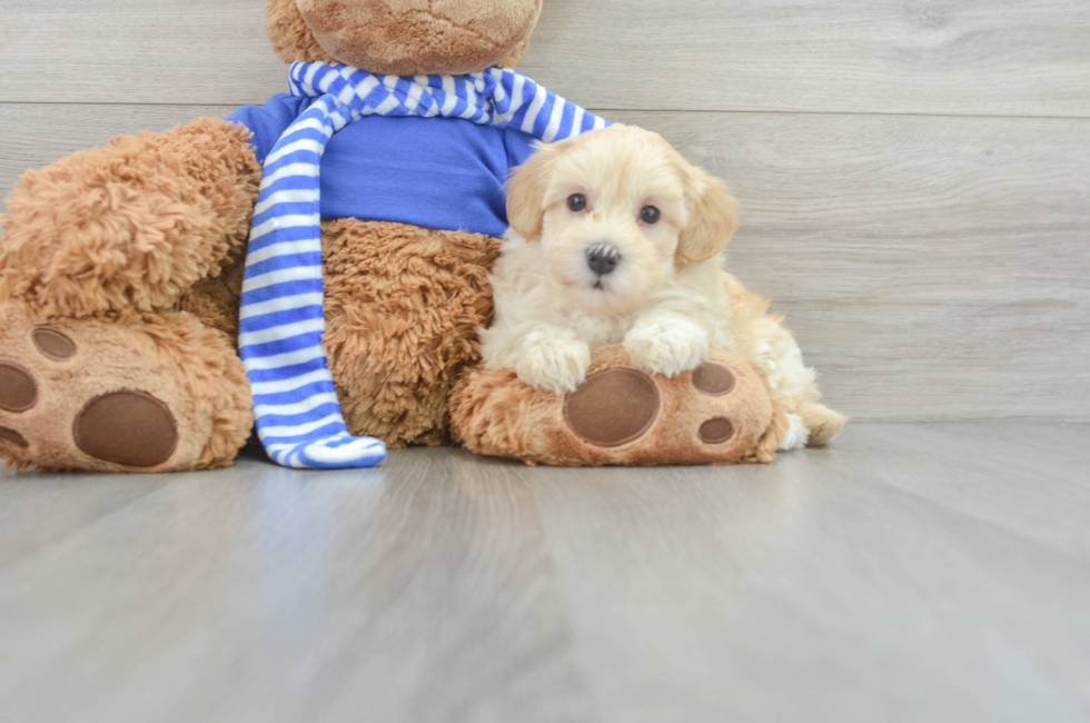 6 week old Maltipoo Puppy For Sale - Windy City Pups