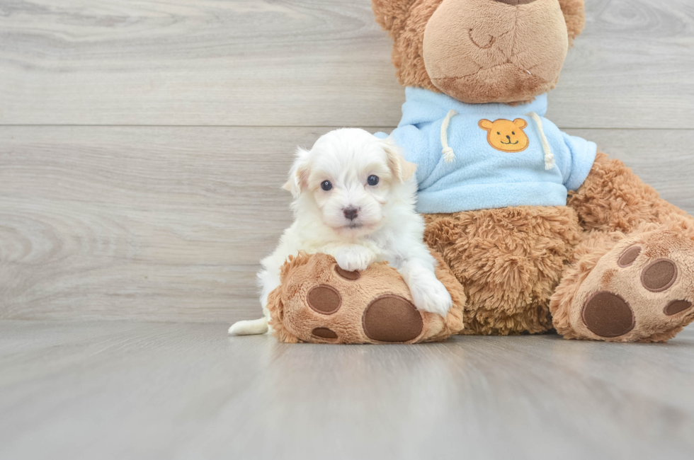 5 week old Maltipoo Puppy For Sale - Windy City Pups