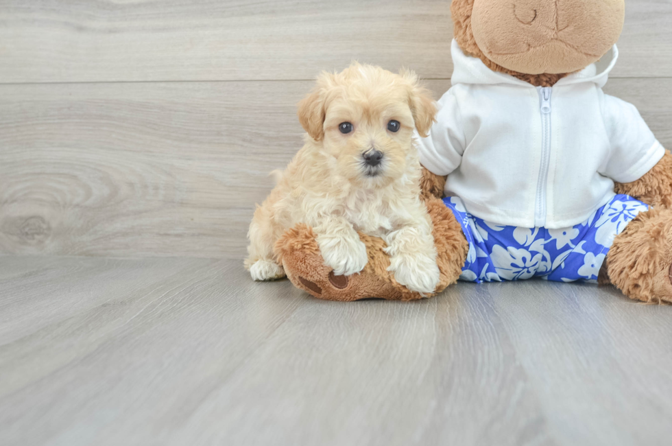 7 week old Maltipoo Puppy For Sale - Windy City Pups