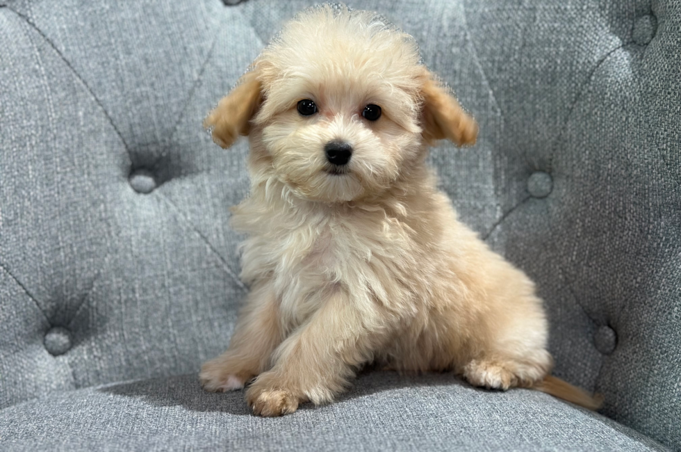12 week old Maltipoo Puppy For Sale - Windy City Pups