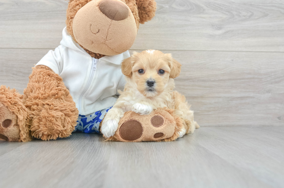 7 week old Maltipoo Puppy For Sale - Windy City Pups