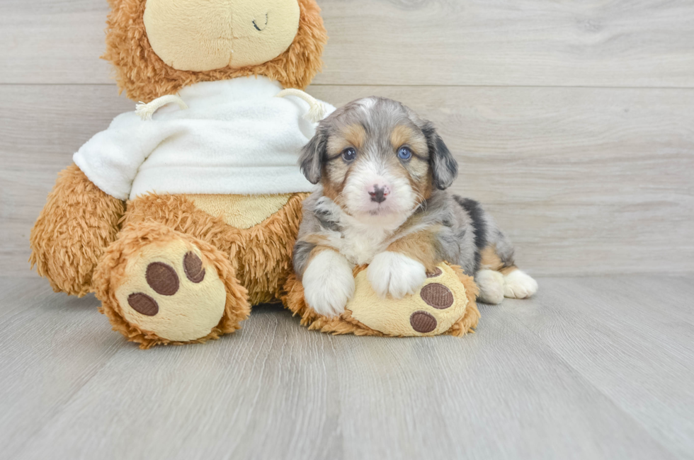 5 week old Mini Aussiedoodle Puppy For Sale - Windy City Pups