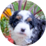 Mini Bernedoodle Puppies For Sale - Windy City Pups