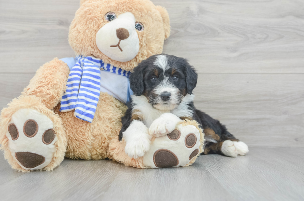 9 week old Mini Bernedoodle Puppy For Sale - Windy City Pups