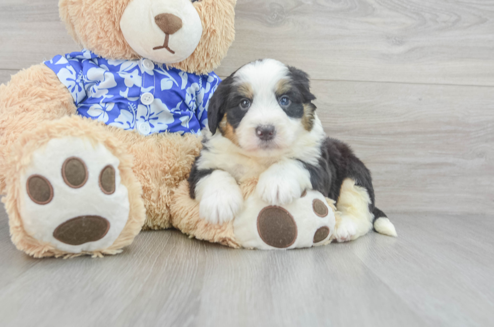 6 week old Mini Bernedoodle Puppy For Sale - Windy City Pups