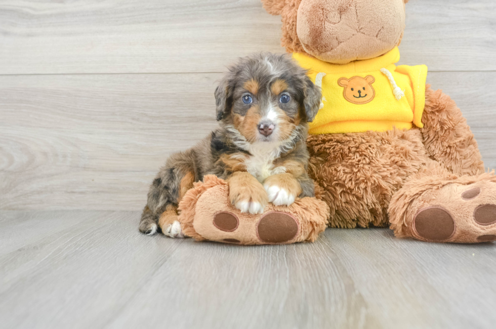 6 week old Mini Bernedoodle Puppy For Sale - Windy City Pups