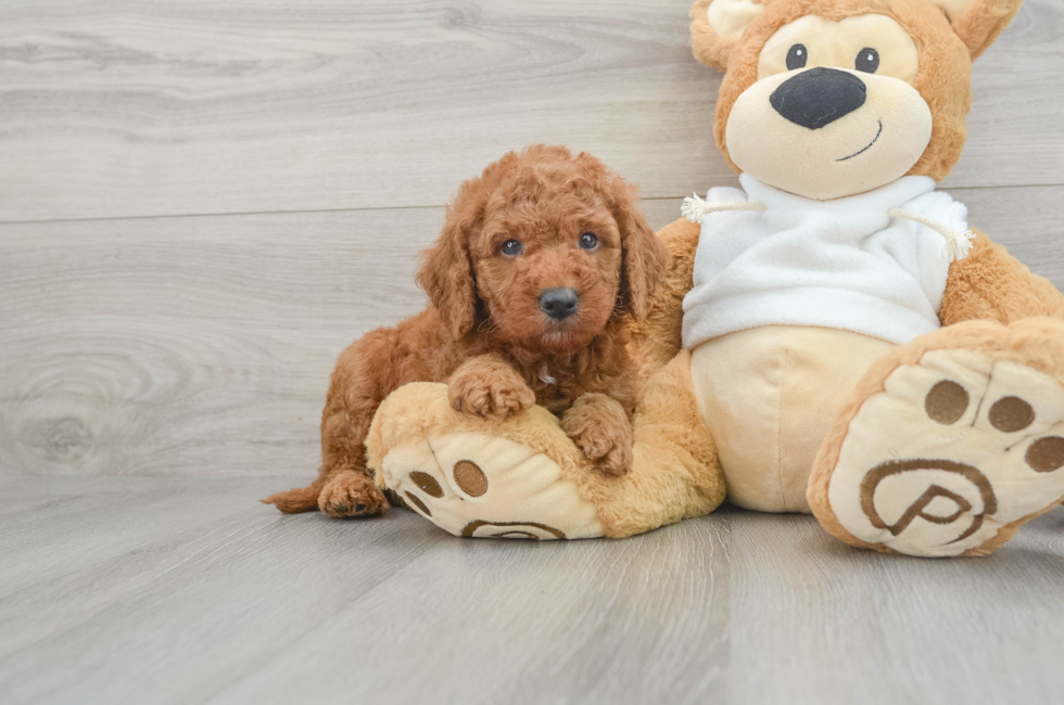 7 week old Mini Goldendoodle Puppy For Sale - Windy City Pups
