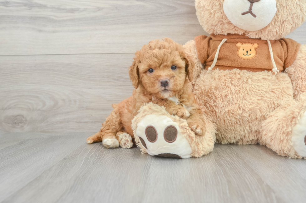 6 week old Mini Goldendoodle Puppy For Sale - Windy City Pups
