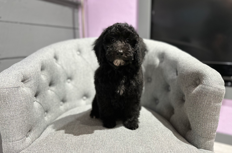 11 week old Mini Goldendoodle Puppy For Sale - Windy City Pups