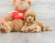 8 week old Mini Goldendoodle Puppy For Sale - Windy City Pups