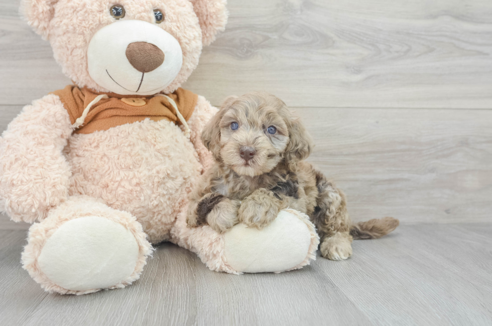 7 week old Mini Portidoodle Puppy For Sale - Windy City Pups