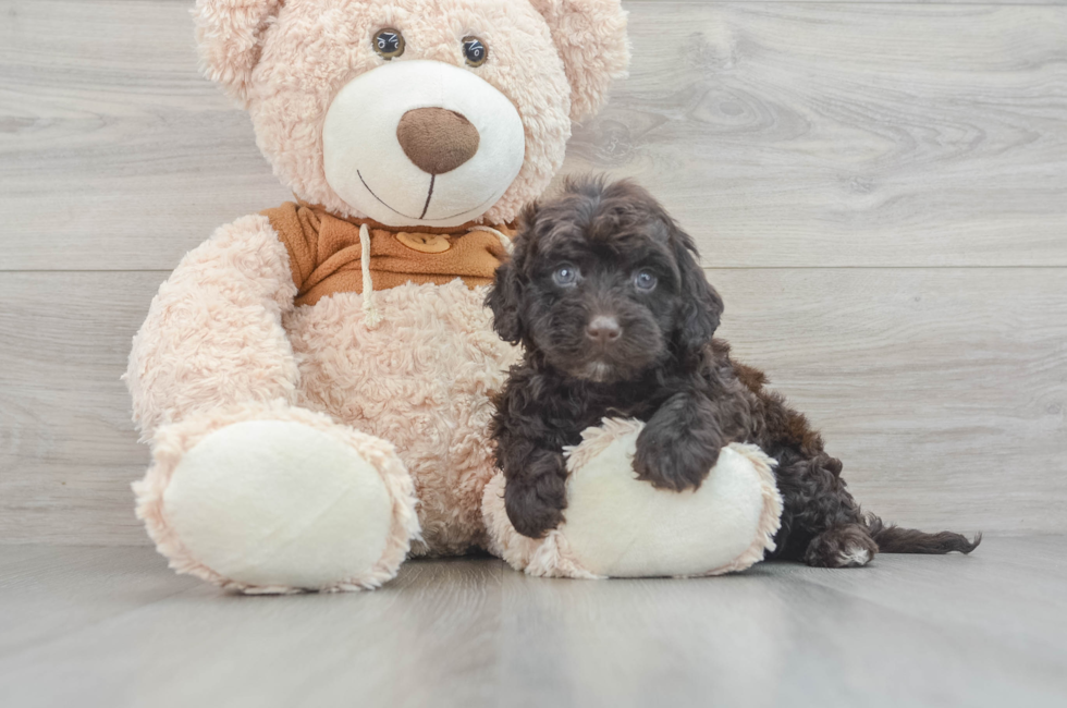 7 week old Mini Portidoodle Puppy For Sale - Windy City Pups