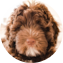 Mini Portidoodle Puppy For Sale - Windy City Pups