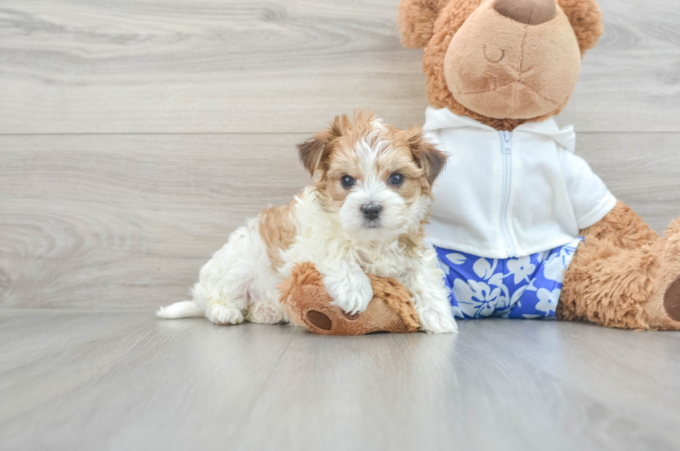 9 week old Morkie Puppy For Sale - Windy City Pups