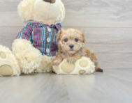8 week old Morkie Puppy For Sale - Windy City Pups