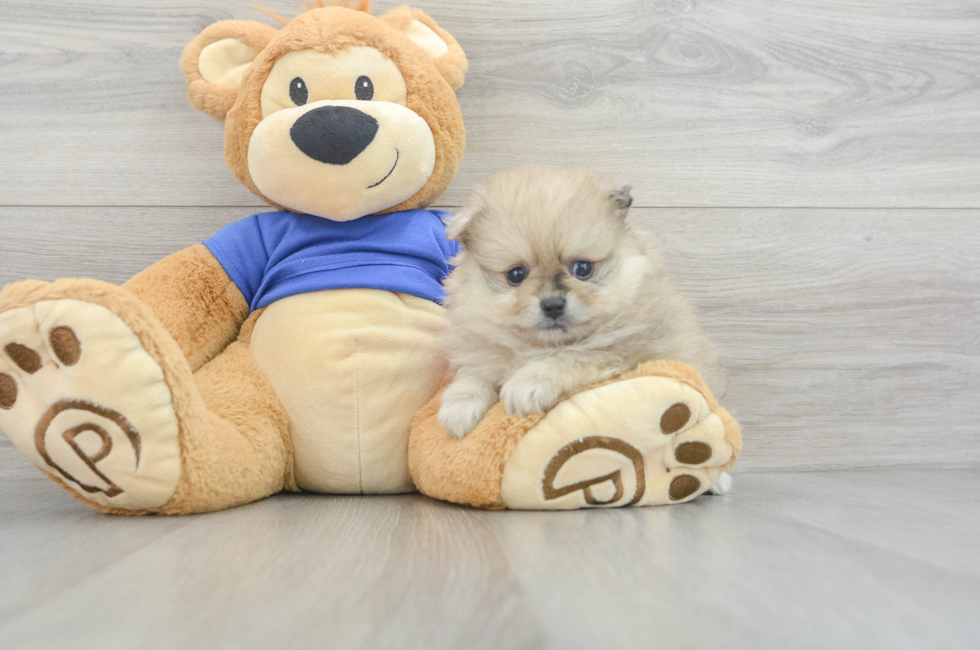 7 week old Pomeranian Puppy For Sale - Windy City Pups