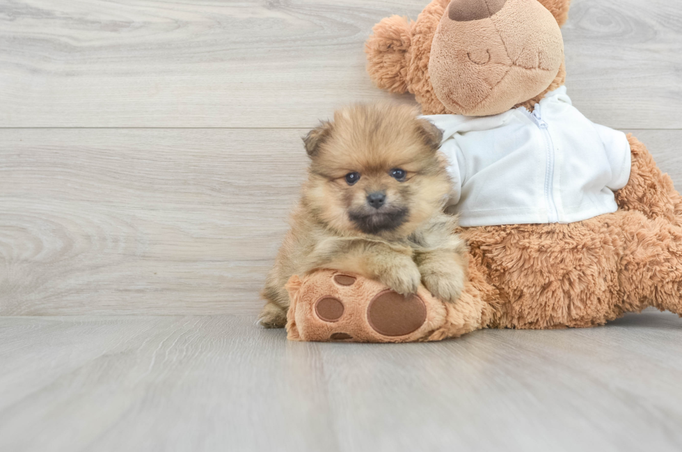 5 week old Pomeranian Puppy For Sale - Windy City Pups