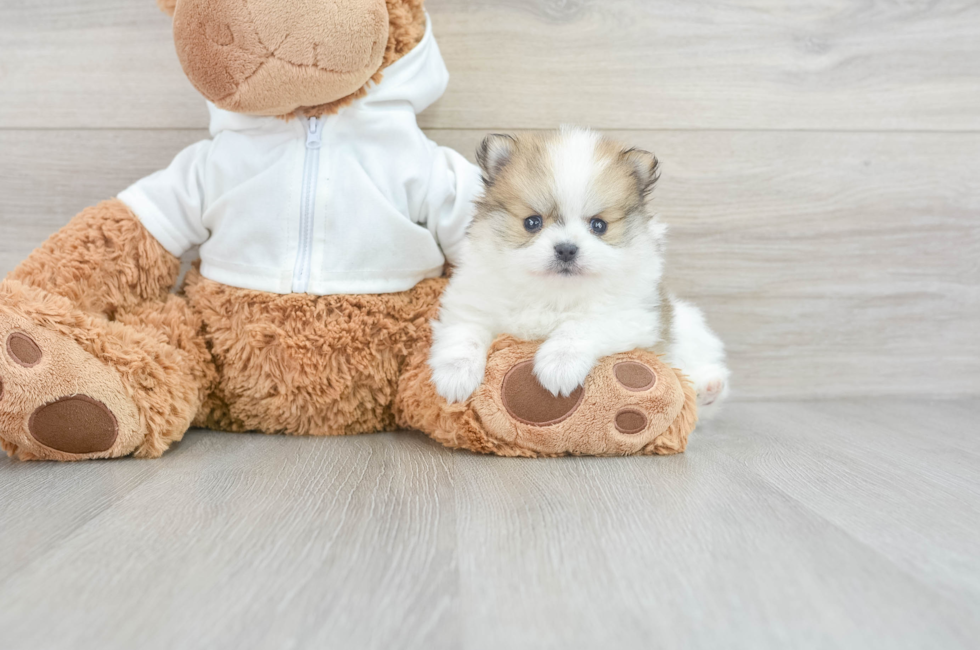 8 week old Pomeranian Puppy For Sale - Windy City Pups