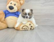 8 week old Pomeranian Puppy For Sale - Windy City Pups