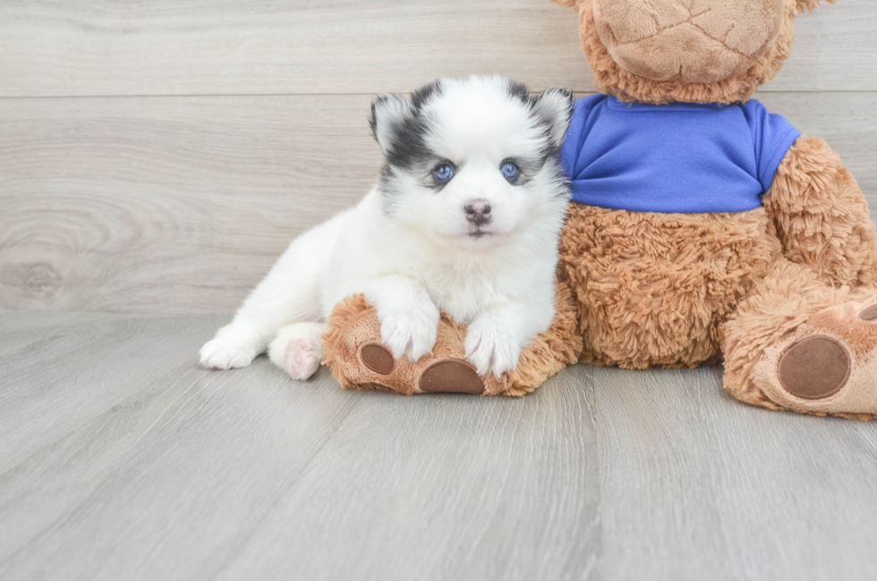 6 week old Pomsky Puppy For Sale - Windy City Pups