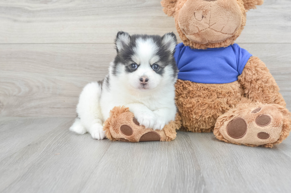 7 week old Pomsky Puppy For Sale - Windy City Pups